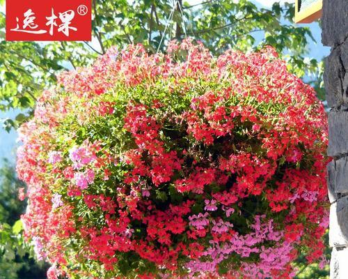 红色丁香花的花语与意义（揭示红色丁香花的神秘之美）