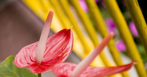 花烛的花语与其寓意与象征（探寻花烛所代表的爱情与温暖）