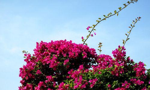 江门市的市花勒杜鹃的花语寓意（江门市花勒杜鹃传递的美丽与希望）