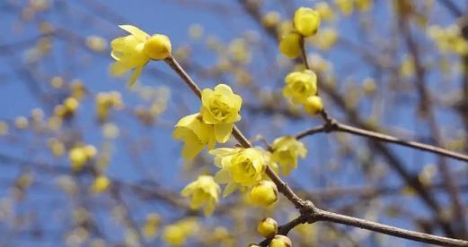 腊梅花花语与代表意义（探寻腊梅花的神秘花语之意）