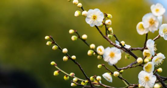 以蓝桉的花语与花朵特征（探秘以蓝桉的花朵寓意与形态特点）