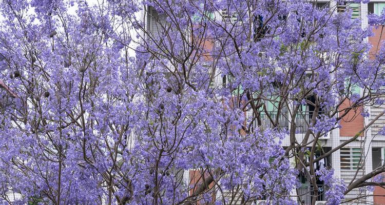 以蓝花楹的花语与寓意（探寻蓝花楹花的神秘）