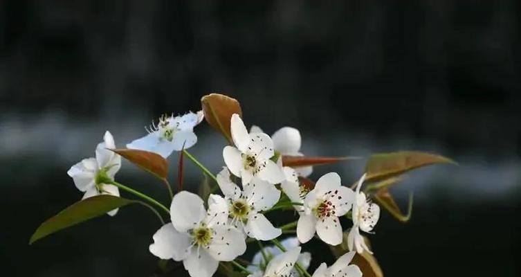 梨花的美丽与寓意（探寻梨花花语）