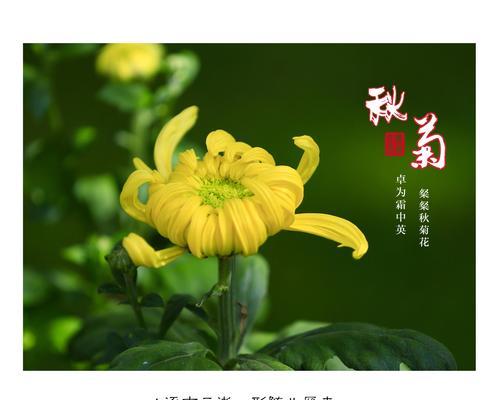 绿菊花的花语与寓意（探寻绿菊花的神秘之处）