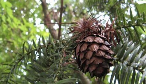 揭秘瓜子的分类（裸子植物与被子植物）