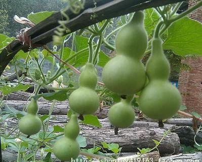 观赏葫芦的种植技巧（挑选合适的月份、土壤和肥料）