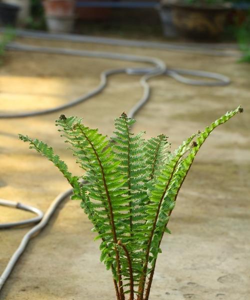 探究贯众的分类地位（从裸子植物的角度出发）