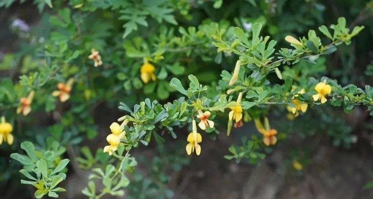 灌木是草本还是木本植物（灌木是草本还是木本植物）