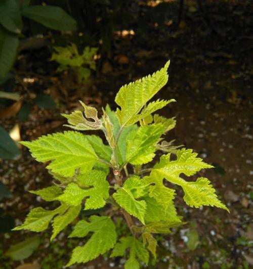 灌木不一定是木本植物（探究灌木的植物分类与特征）