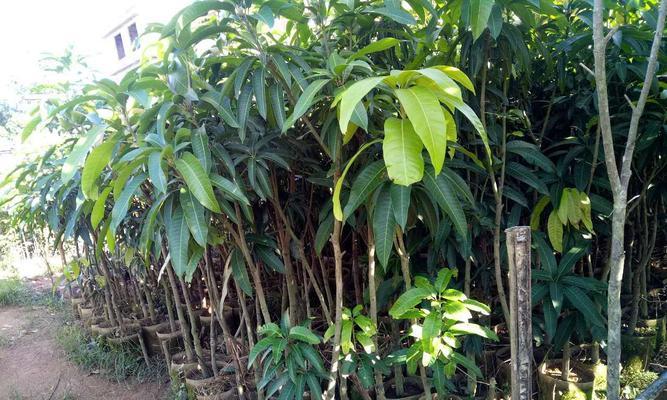 广西芒果种植现状与前景分析（探究广西芒果的品种）