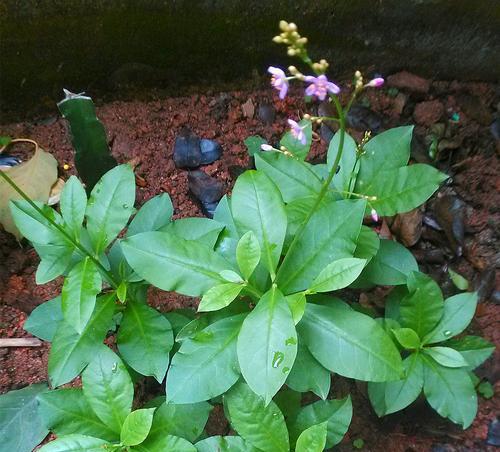 广西人参种植探究（从适宜性到市场前景）