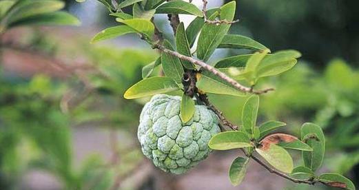 广西果农探索释迦果种植之路（释迦果的市场前景和种植技术及应用）