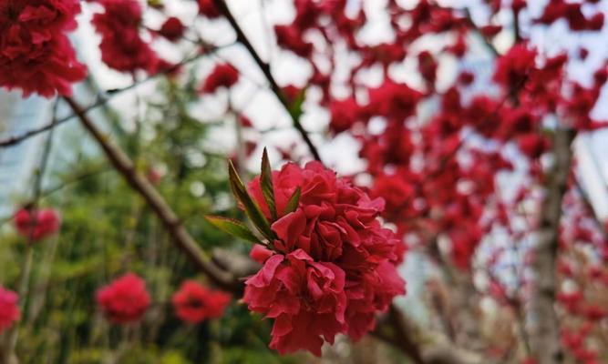 广元市花——秋海棠：寓意美好的人生