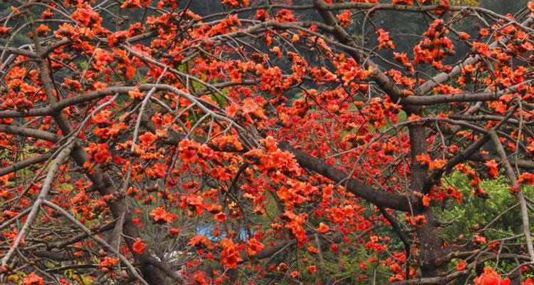 广州市花——木棉花的花语与寓意（揭秘广州市花的美丽与价值）