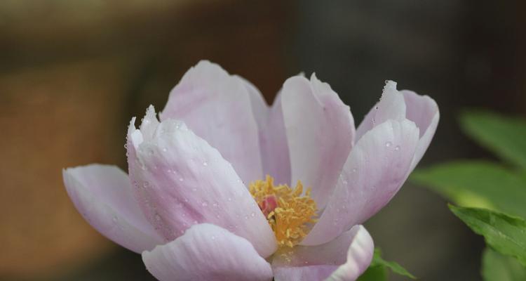 芍药花的养殖方法与花语（掌握芍药花的养殖技巧）