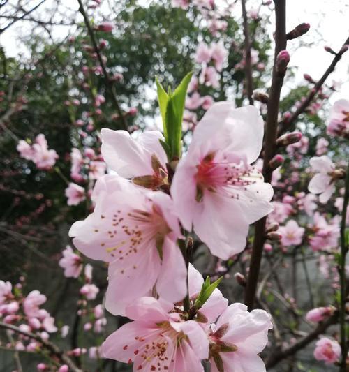 桃花的花语（桃花的花语以及与人生的关联）