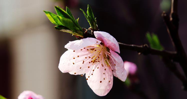 桃花的魅力（桃花的特点及其在中国传统文化中的象征意义）