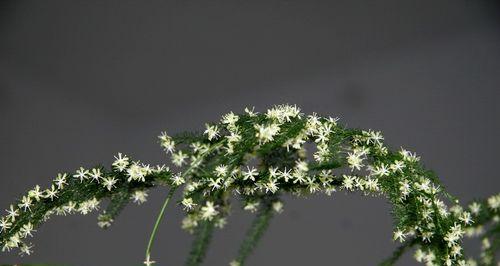 文竹花开的象征与寓意（探索文竹开花所代表的意义及其相关象征）