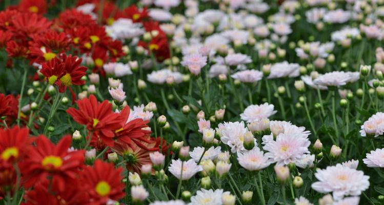 白菊花的花语与寓意（寓意深远的白菊花）