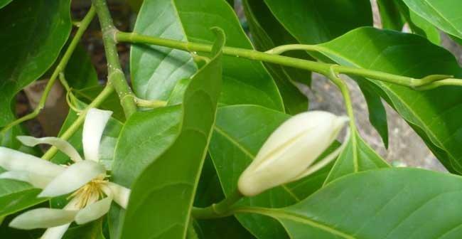 白兰花的寓意与意义（美丽的白兰花）