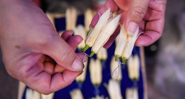 白兰花（美丽的白兰花与生活的寓意）