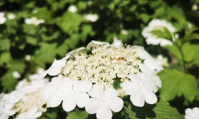 白琼花（白琼花的花语和文化内涵）