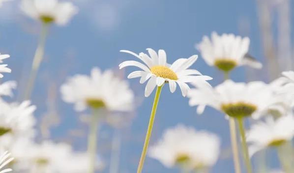 白色雏菊花语的美丽诠释（纯洁、真爱、希望）