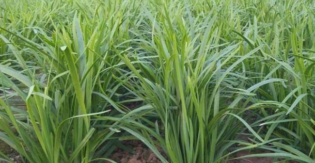 韭菜种植的最佳时间（掌握播种时间）