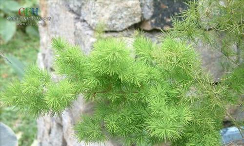 揭秘韭菜的生命密码（韭菜是否真的是单子叶植物）