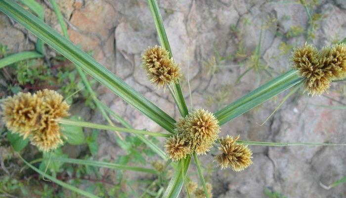 韭菜——一年生还是多年生（探究韭菜生长特性和分类）