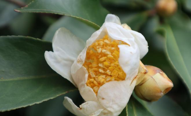 白色山茶花的花语（探寻白色山茶花背后的意义与传说）