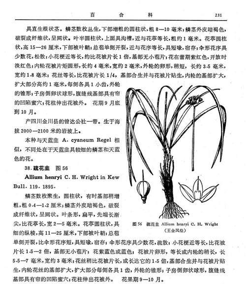 韭兰的种植与养护（掌握种植时间与方法）