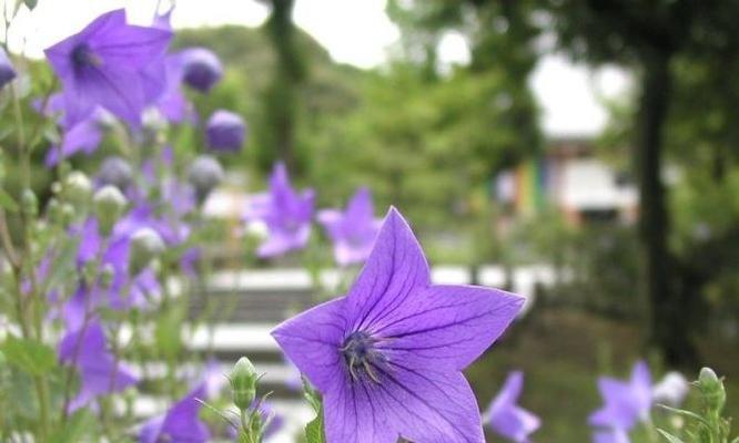 传承百年的花语——橙色的富贵花——桔梗花（桔梗花语和寓意以及桔梗花在生活中的应用）