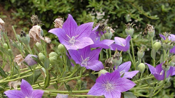 揭秘桔梗花期（花期长短由多种因素决定）