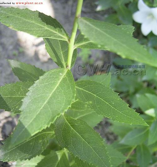 揭秘桔梗种植时间和方法（打造花园美景）