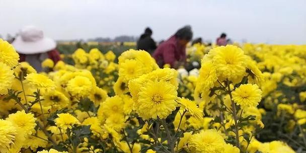 菊花茶的采摘和收获季节（了解菊花茶的生长周期及采摘要点）