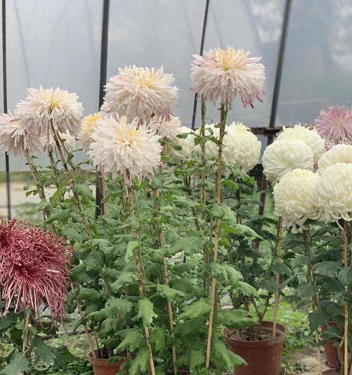 菊花催花的最佳时间和方法（轻松掌握催菊花的技巧）