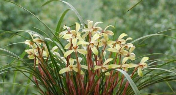 玉兰花开花时间及开花期长短分析（从种植到开花）