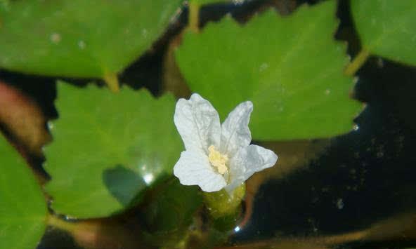 探秘菱角的营养与功效（掌握菱角的种植和食用方法）