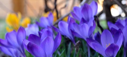 沙洲蕃红花（探索沙洲蕃红花的生命力与美丽）