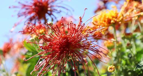 白菊花的花语与寓意（白菊花的象征纯洁与勇敢）