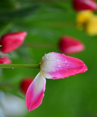 白色郁金香的纯洁之美（探寻白色郁金香花语和寓意的深层内涵）