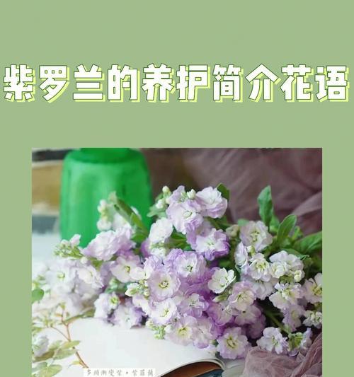 白色紫罗兰花语的意义与传承（探索花卉语言中的纯洁与守护）