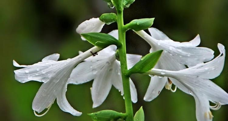 白玉簪花语传递爱的温暖（美丽花朵传递着幸福与祝福）