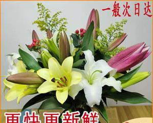 百合与玫瑰的花语（百合与玫瑰相遇绽放爱的寓意）