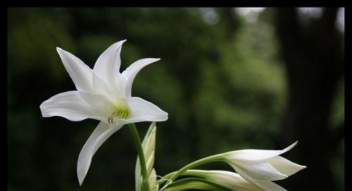 百合花的象征意义（百合花的美丽与纯洁）