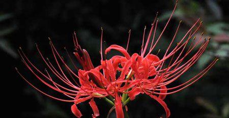 彼岸花花语大全（探寻彼岸花背后的深层寓意）