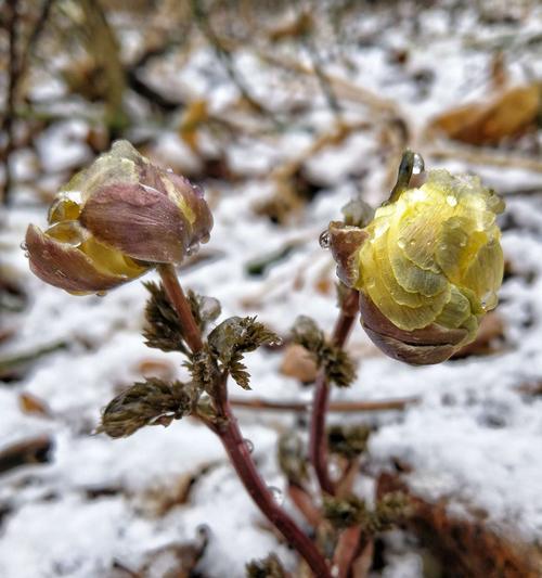 冰凌花的寓意与美（冰凌花的神奇之处及寓意探析）