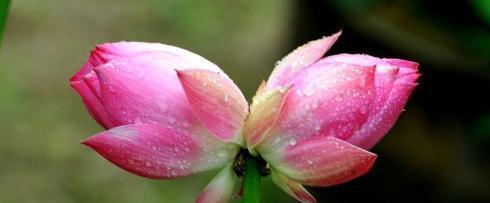 并蒂莲花（和谐共生）