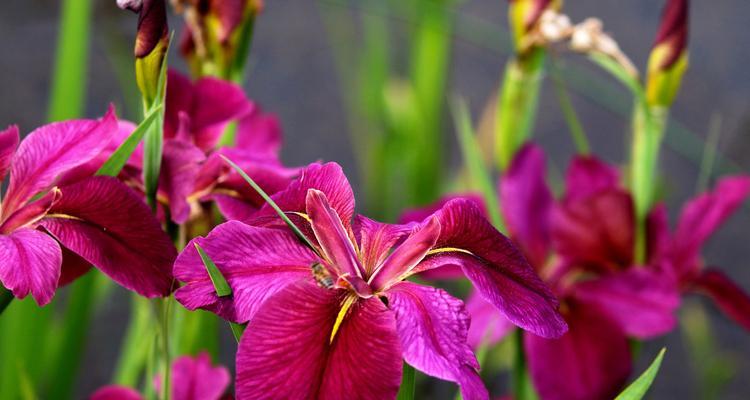 菖蒲花花语（以花为纽带）